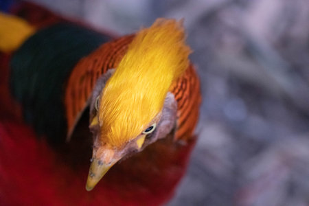 Close up of a golden pheasant (Phasianus colchicus)の写真素材