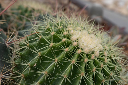 Cactus in a botanical garden, closeup of cactus