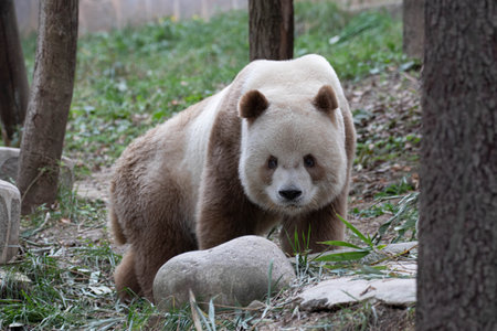 Giant panda (Ailuropoda melanoleuca)の写真素材