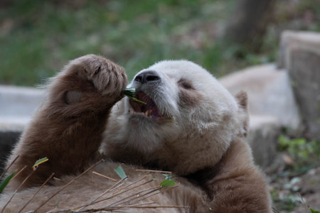 Polar bear (Ursus maritimus) eating bamboo