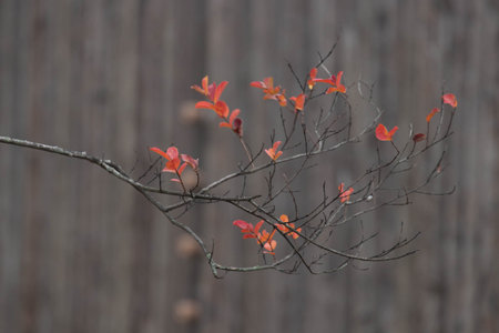 Red Leaves and the dark branches in Novemberの写真素材