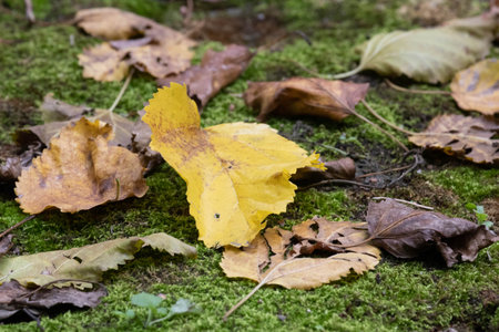 Beauty of nature, Colorful dried maple leaves all over the park