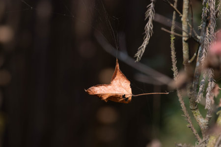 Autumn leaf on a spider web in the forest. Autumn season.の写真素材