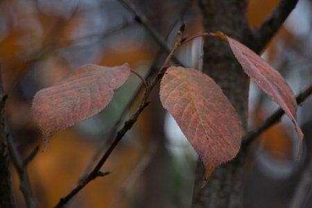 Autumn leaves on a tree branch in the forest. Autumn landscape.