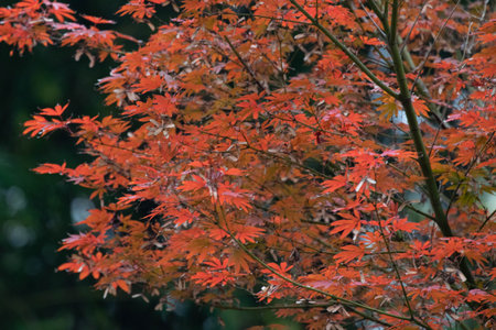 Beauty of Nature when Japanese maple are red all over the park