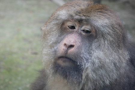 Portrait of a macaque, Macaca fascicularis.
