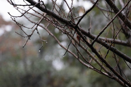 Rain drops on the branches of a tree in the autumn forest.の写真素材