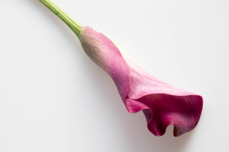 Purple calla lily on a white background with copy spaceの写真素材