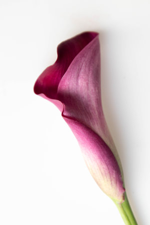 Purple calla lily on a white background, close upの写真素材