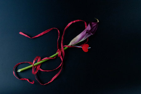 Valentine's day background with purple calla lily and red ribbon on black backgroundの写真素材