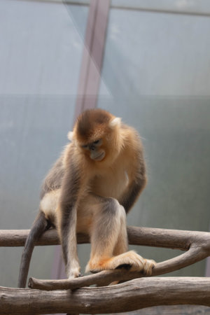 Sweet pose of female golden Monkey sitting on the Tree