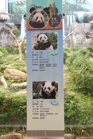 Giant panda in Hong Kong Zoo.の写真素材