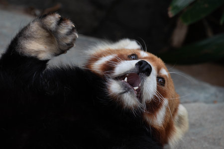 Curious Red Panda, Lesser Panda is Looking at the camera