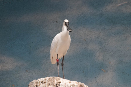 Roseate Spoonbill (Platalea ajaja)の写真素材