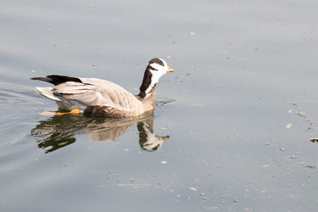 Canada Goose (Branta canadensis) swimming on a lakeの写真素材