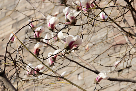 Magnolia flowers on a tree branch in spring, close-upの写真素材