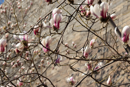 Magnolia tree blossom in spring time, closeup of flowersの写真素材
