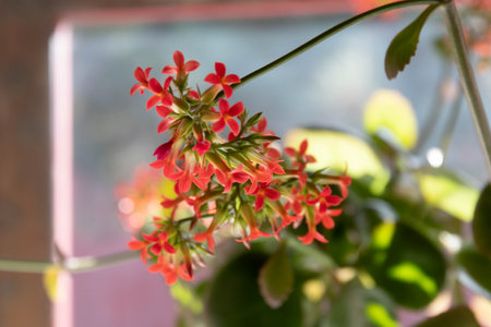 Ixora coccinea flower in a pot on the windowsillの写真素材