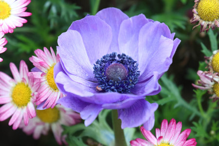 purple anemone in the garden, closeup of photo