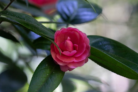 Camellia japonica, also known as Japanese camellia.の写真素材