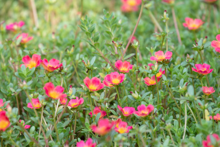 Portulaca oleracea flowers blooming in the garden.の写真素材