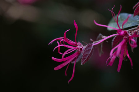 Close up of a pink honeysuckle (Honeysuckle) blossom