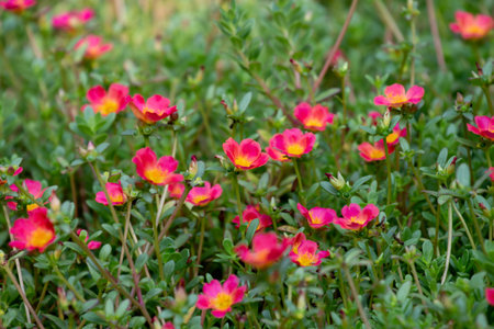 Portulaca oleracea flower blooming in the garden.の写真素材