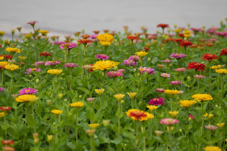 Colorful zinnia flowers in the garden, nature background.の写真素材