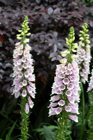 Foxglove, Digitalis purpurea, blooming in the gardenの写真素材
