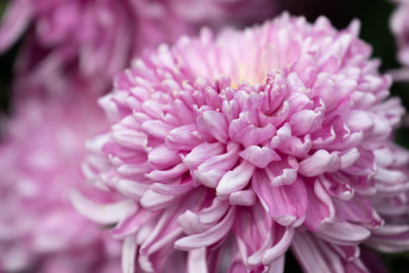 Pink chrysanthemum flower close-up, shallow depth of fieldの写真素材