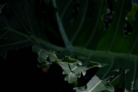 Close up of the leaves of a monstera plant with selective focus