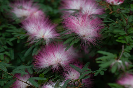 Close up of Pink Calliandra haematocephala flowers