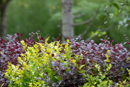 Close up of green and red leaves in the garden, selective focusの写真素材
