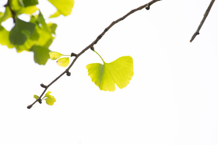 Ginkgo biloba leaves isolated on white background with copy spaceの写真素材