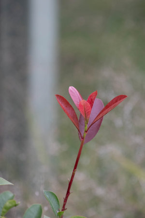 Closeup of a branch of a tree with red leaves in springの写真素材