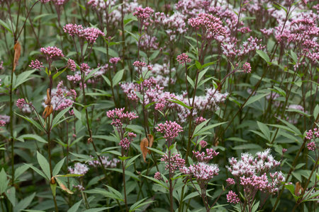 Pink flowers
