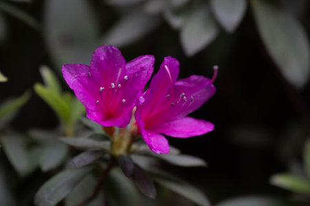 Purple azalea flower blooming in the garden, stock photoの写真素材