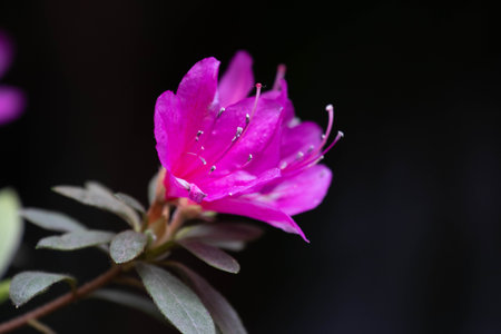 Azalea flower on black background. Shallow depth of field.の写真素材