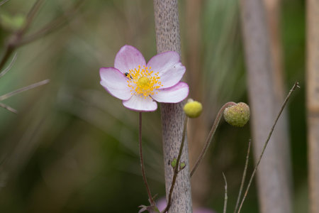 Anemone grandiflora, also known as Anemone grandiflora, is a species of flowering plant in the family Ranunculaceae.の写真素材
