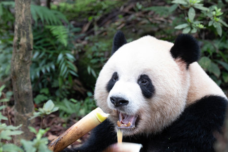 Giant panda eating in a bamboo forest in Hong Kongの写真素材