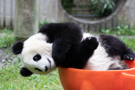 Giant panda bear (Ailuropoda melanoleuca)の写真素材