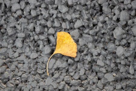 Leaf of ginkgo tree on the ground, autumn backgroundの写真素材