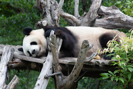 Giant panda sleeping on a tree in Beijing Zoo, Chinaの写真素材