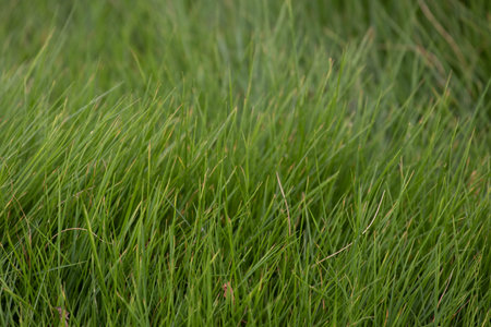 Green grass texture background. Green grass texture. Green grass background.の写真素材