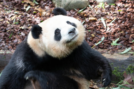 Giant panda in Chengdu, Sichuan Province, Chinaの写真素材