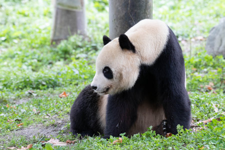 Giant panda (Ailuropoda melanoleuca)の写真素材