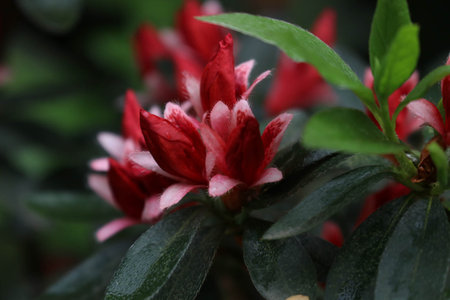 Azalea flower in the garden, closeup of red flowerの写真素材