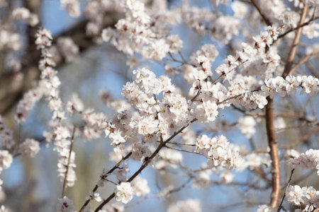 spring flowering of flowers on a tree, white flowers on a treeの写真素材