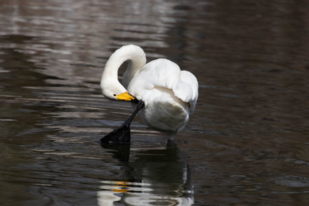 Whooper Swan, Cygnus cygnus, single bird in water, Warwickshireの写真素材
