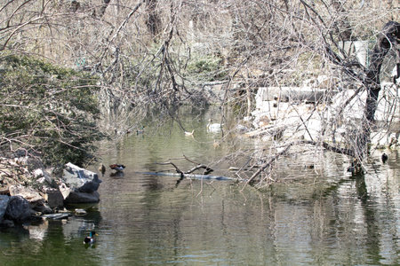 Ducks swimming in the pond in the city park in the springの写真素材